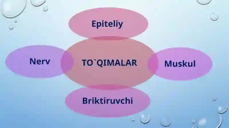 To'qimalar, organlar va organism 2