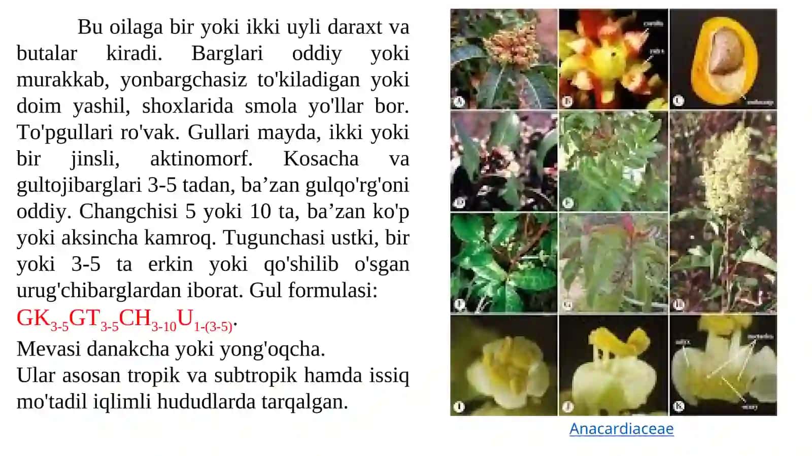 Pistadoshlar oilasi 2