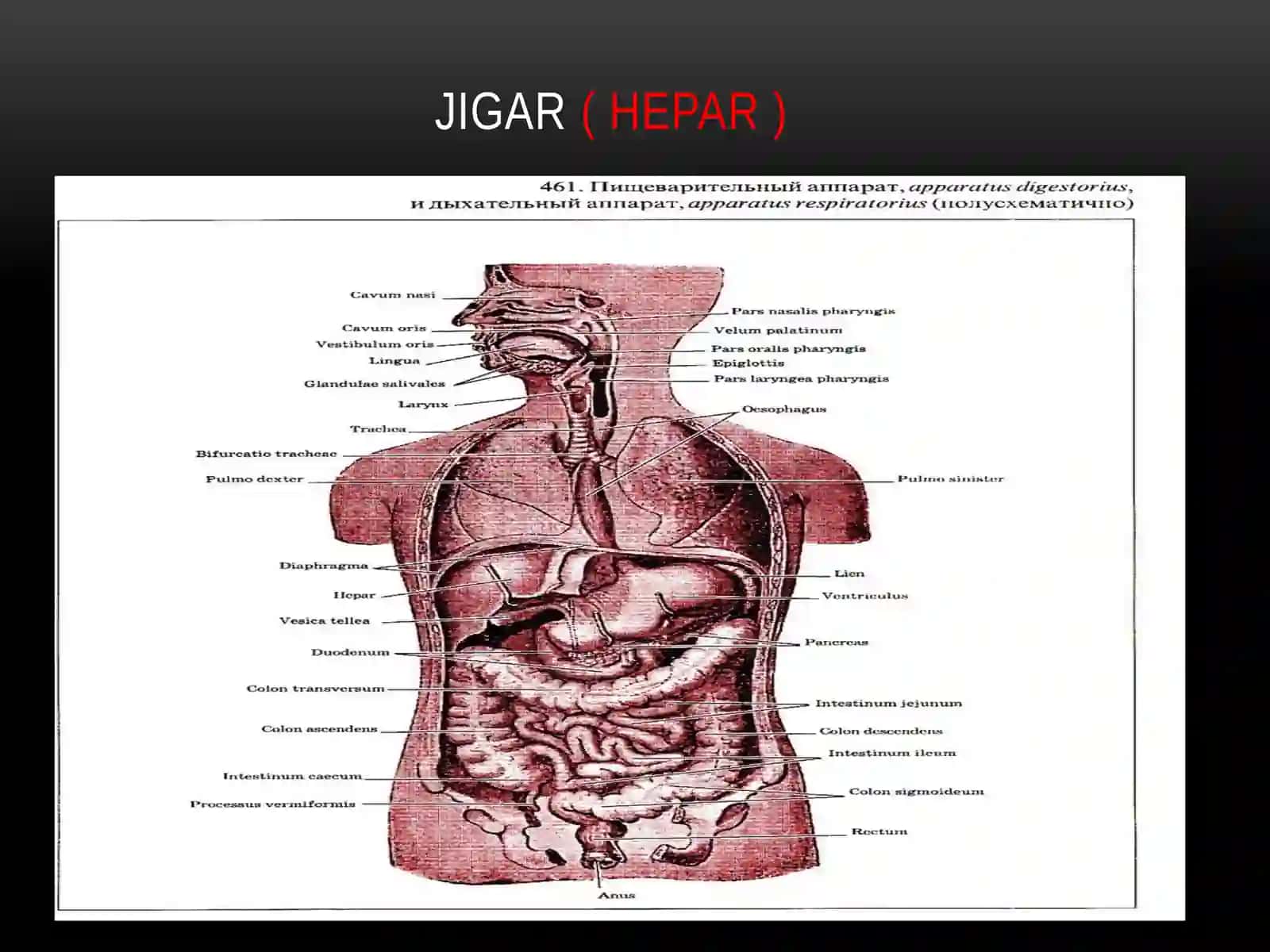 Jigar, o‘t pufagi, ularning yoshga qarab o’garishi 2