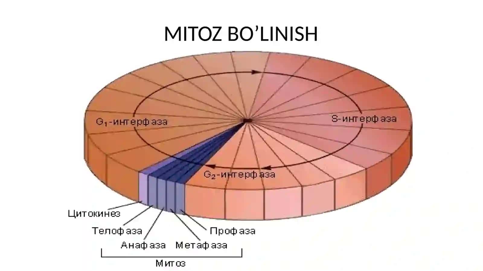 Mitoz va meyoz sikllari 2