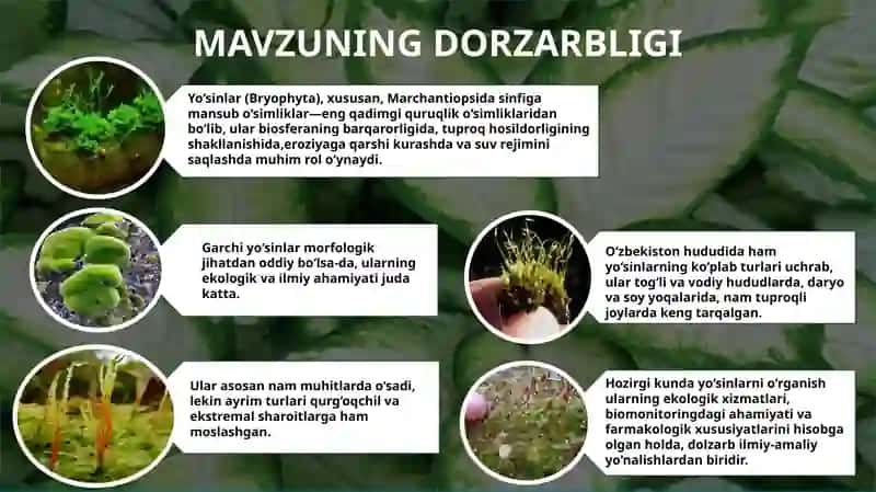 Bryophyta sinfi yo'sinlari 2