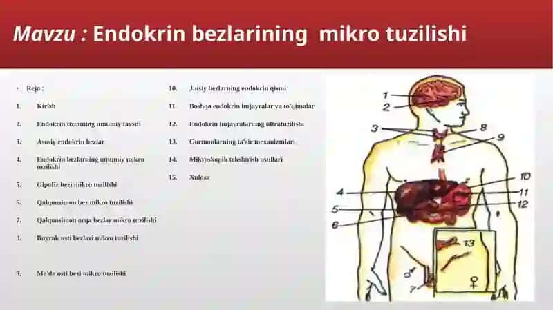 Endokrin bezlarining mikro tuzilishi 2