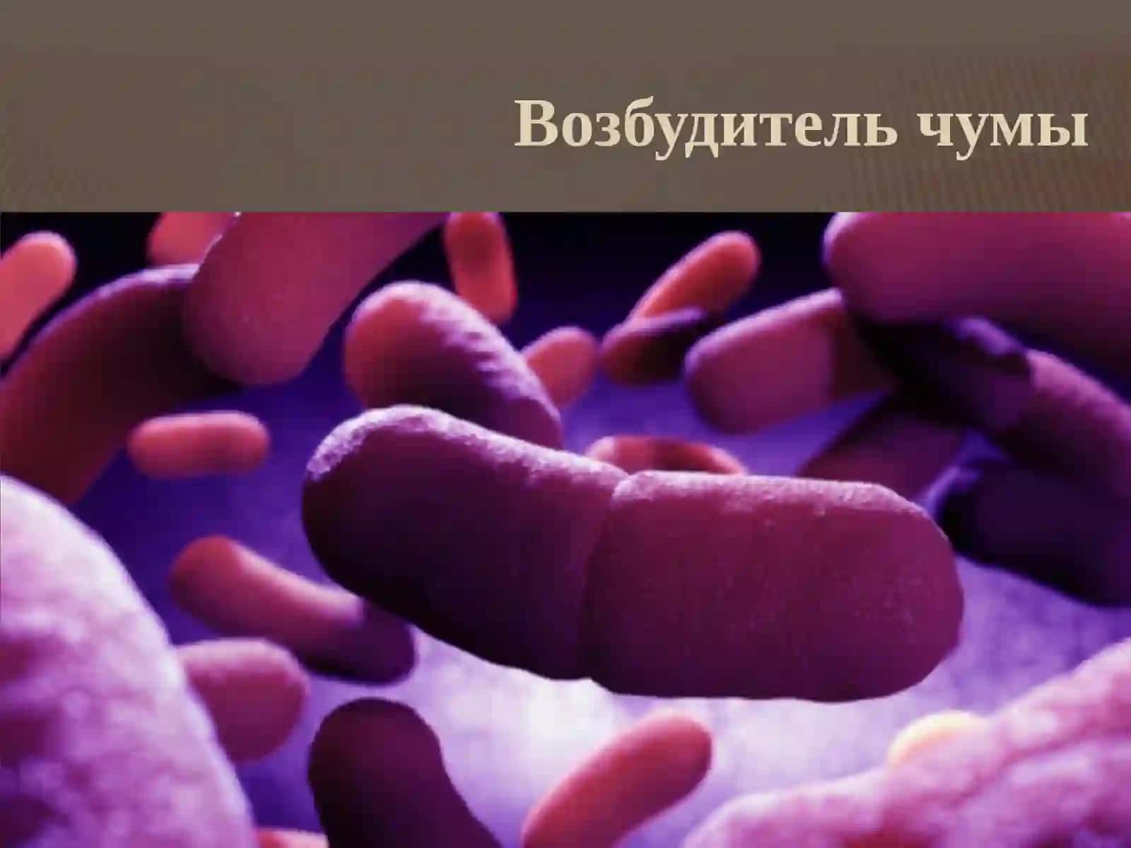 Возбудитель чумы 2