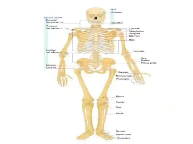 The skeletal system of a human being 2