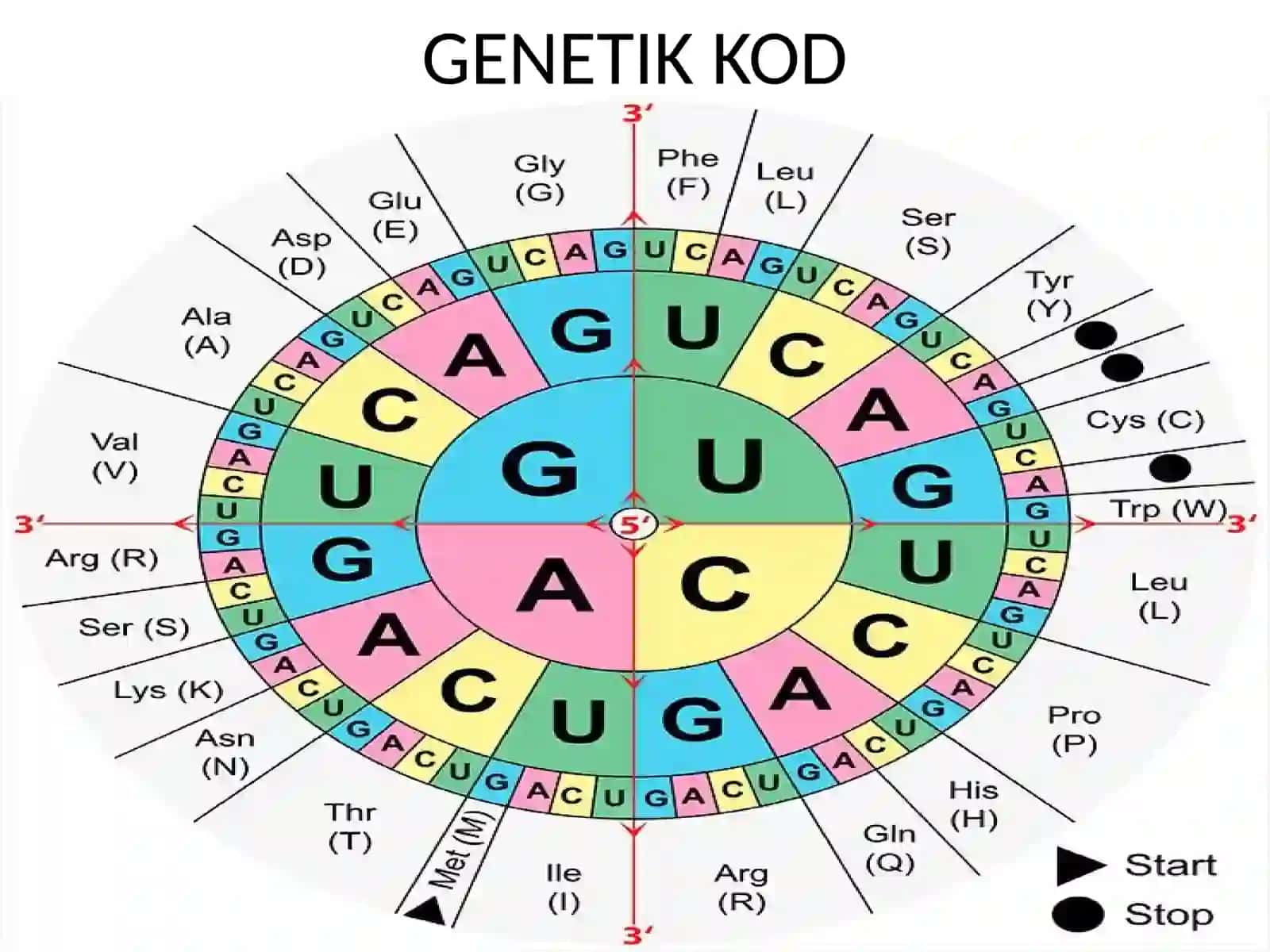 MOLEKULYAR BIOLOGIYA GENETIK KOD 2