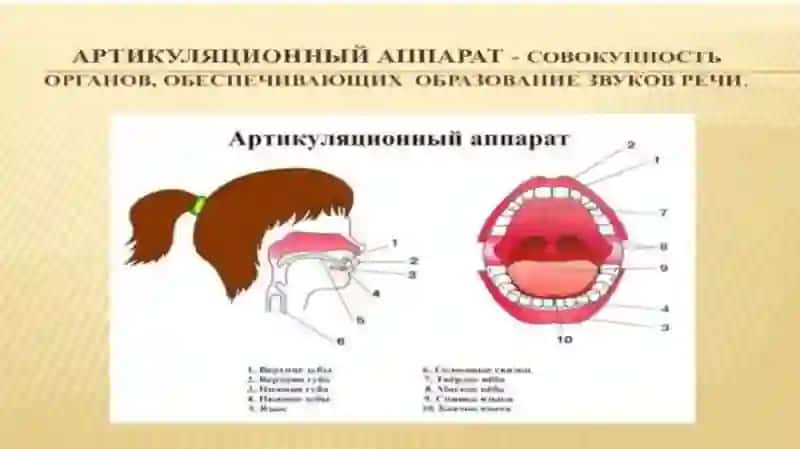 Артикуляционная фонетика 2