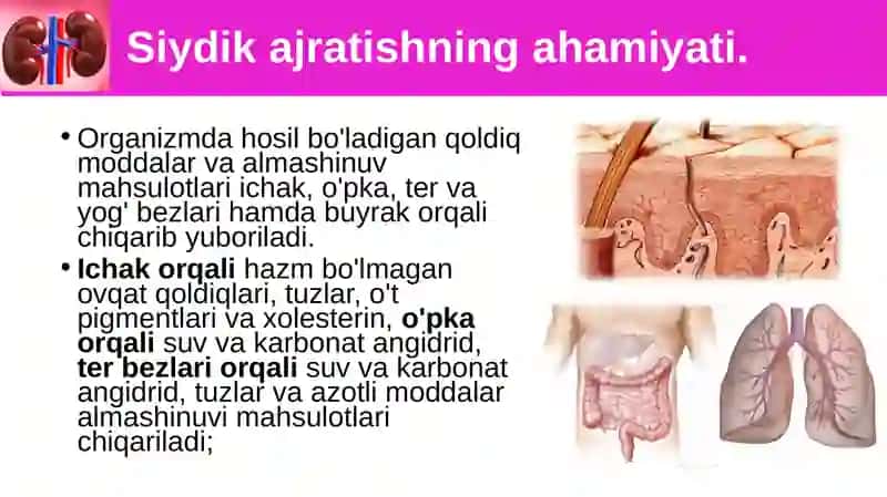 Siydikayrish organlarining tuzilishi 2