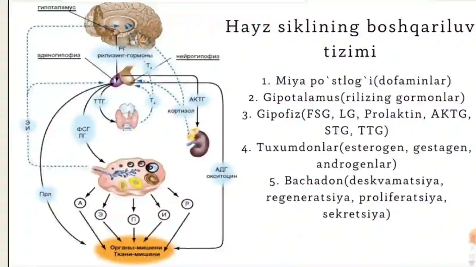Bolalar ginekologiyasi 2