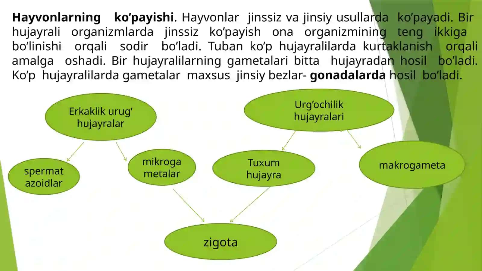 Protozoologiya 2