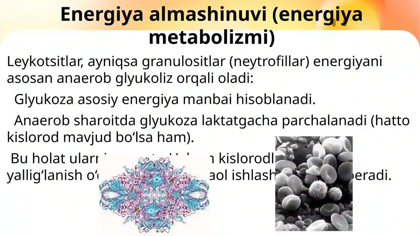 Leykotsitlar metabolizmi xususiyatlari 2