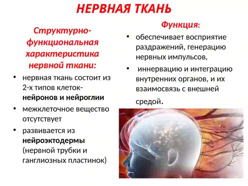 НЕРВНАЯ ТКАНЬ 2