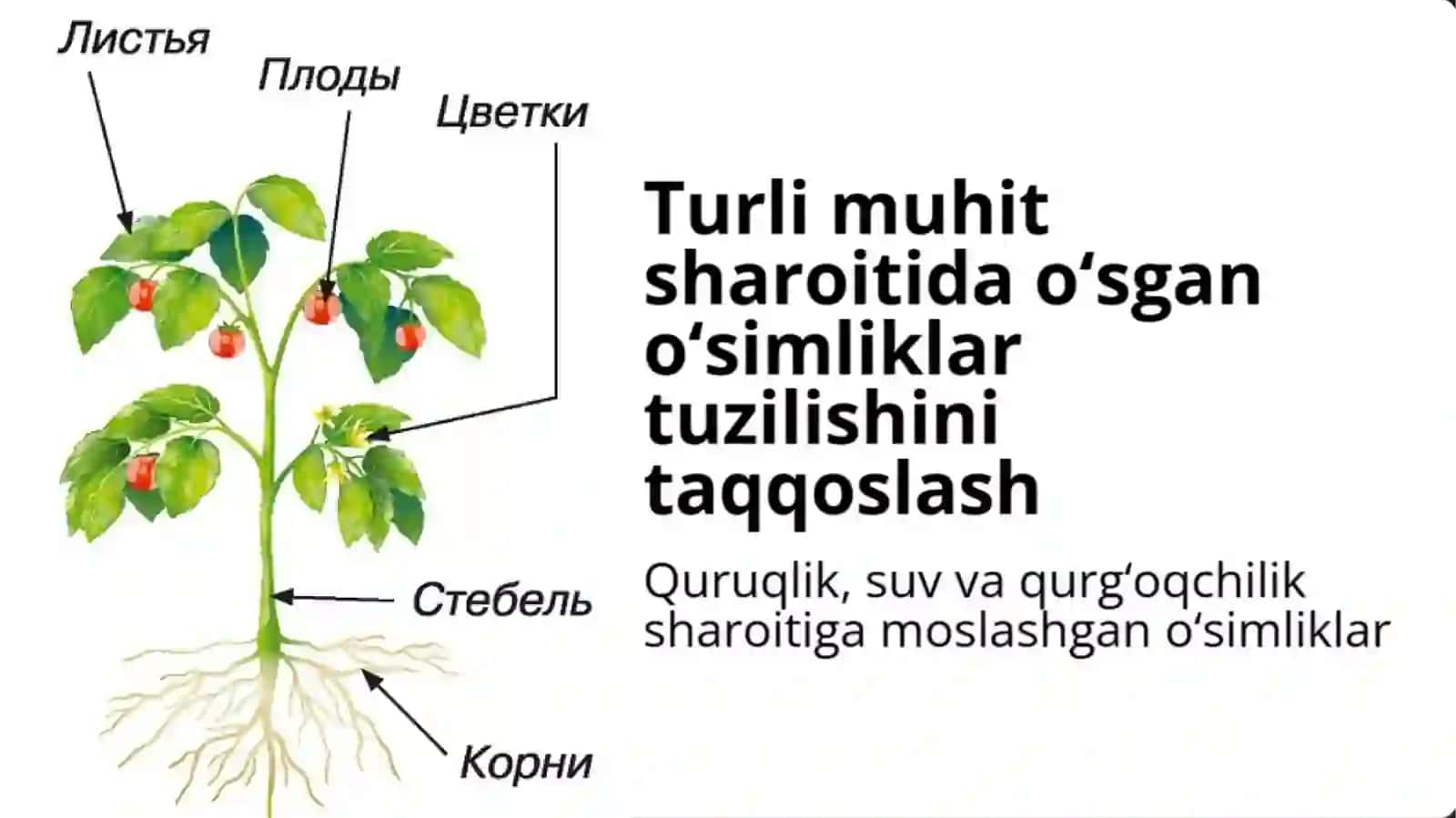 Turli muhit sharoitida o'sgan o'simliklarning tuzilishini taqqoslash 2