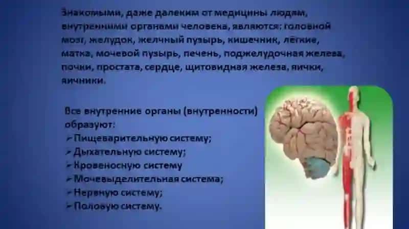ВНУТРЕННЫЙ ОРГАНИ ЧЕЛОВЕКА 2