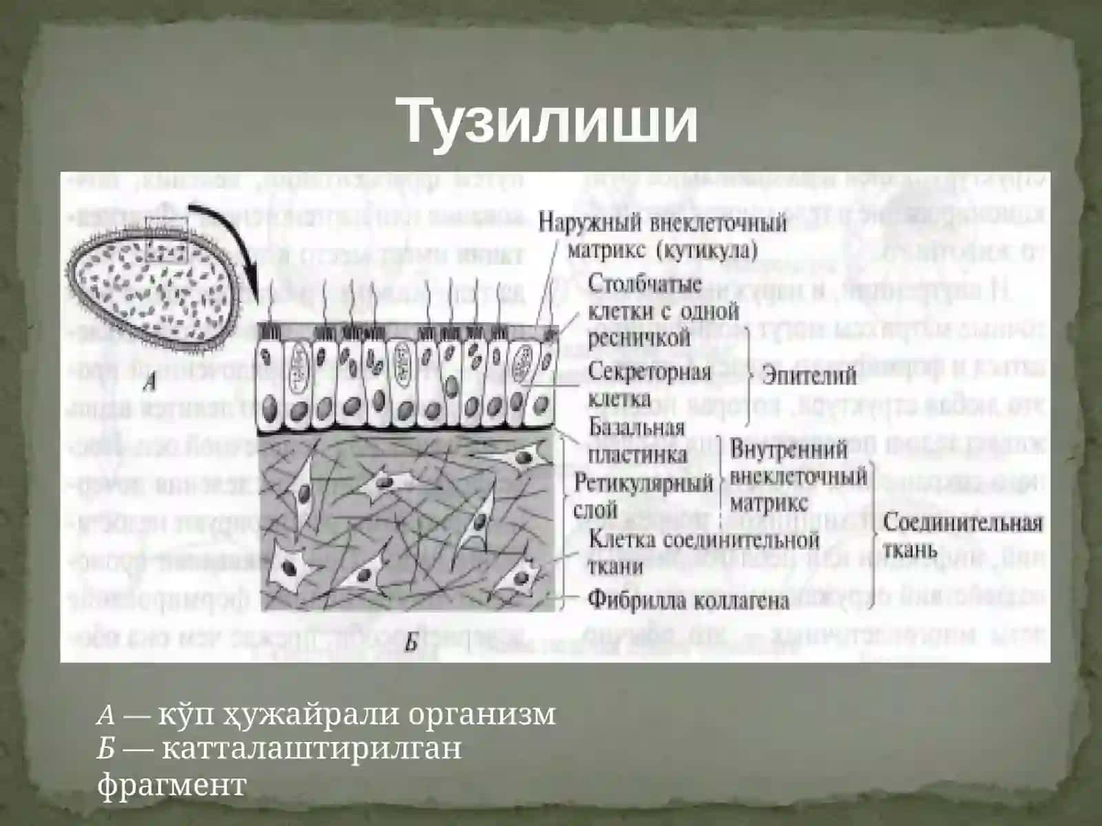 Porifera типи – Ғовактанлилар 2