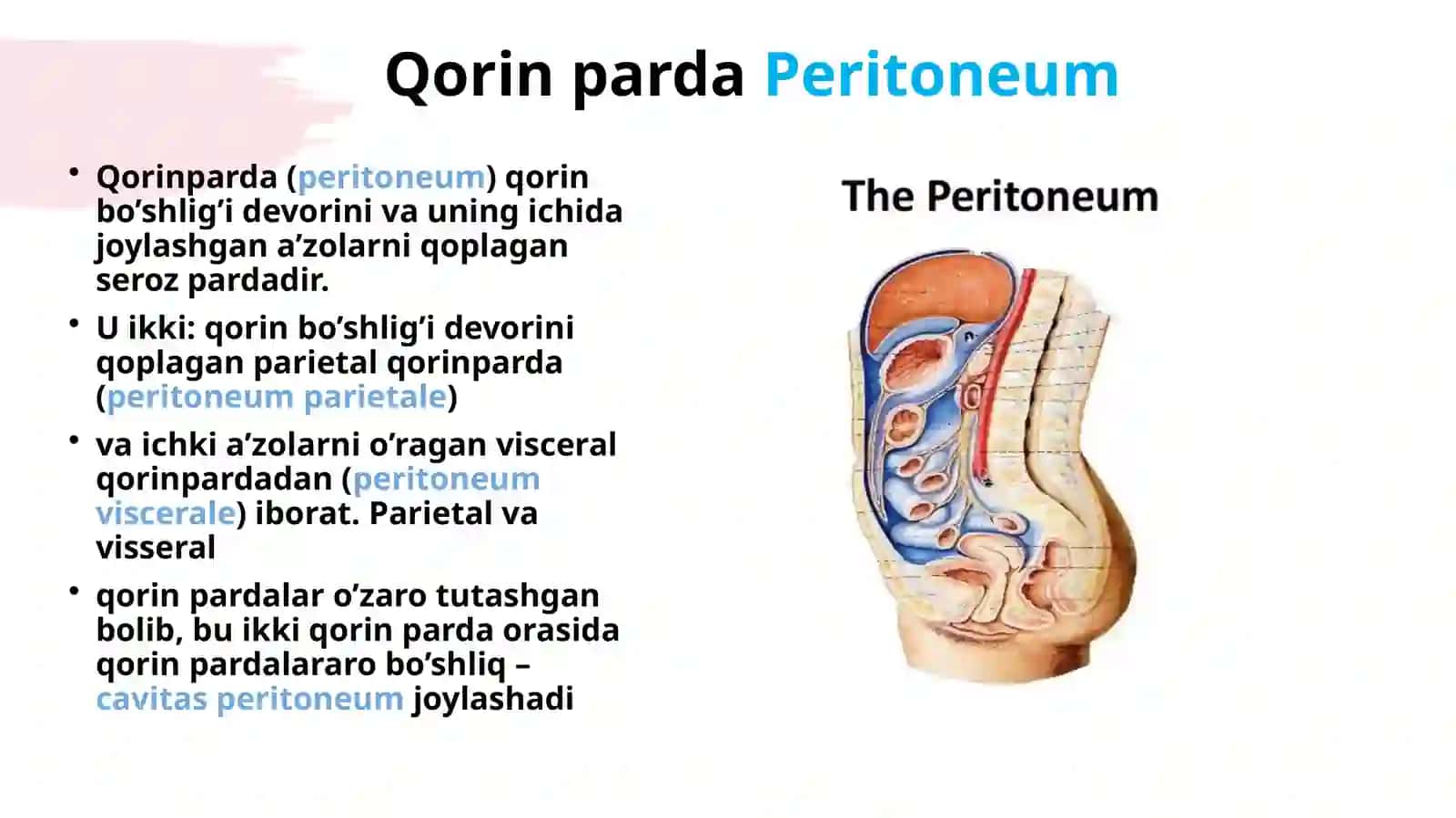 Qorinparda.Sinuslar,kanallar,qopchalar 2