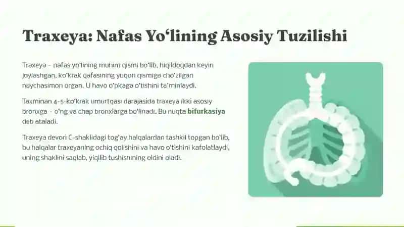 Traxeya, bronxlarni anatomo-fiziologik xususiyatlari 2