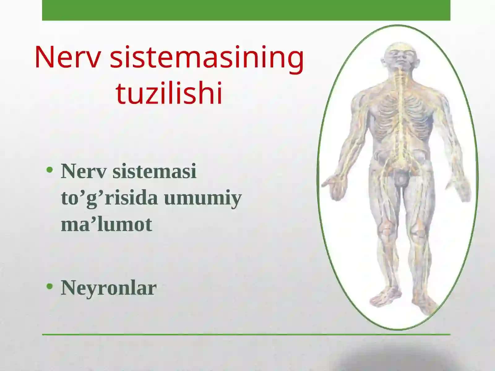 Nerv sistemasi 2