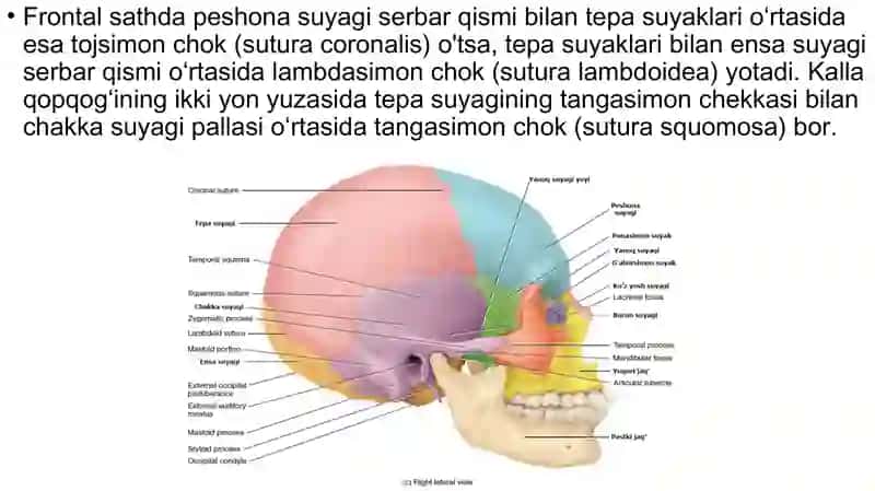 KALLA SUYAGI 2