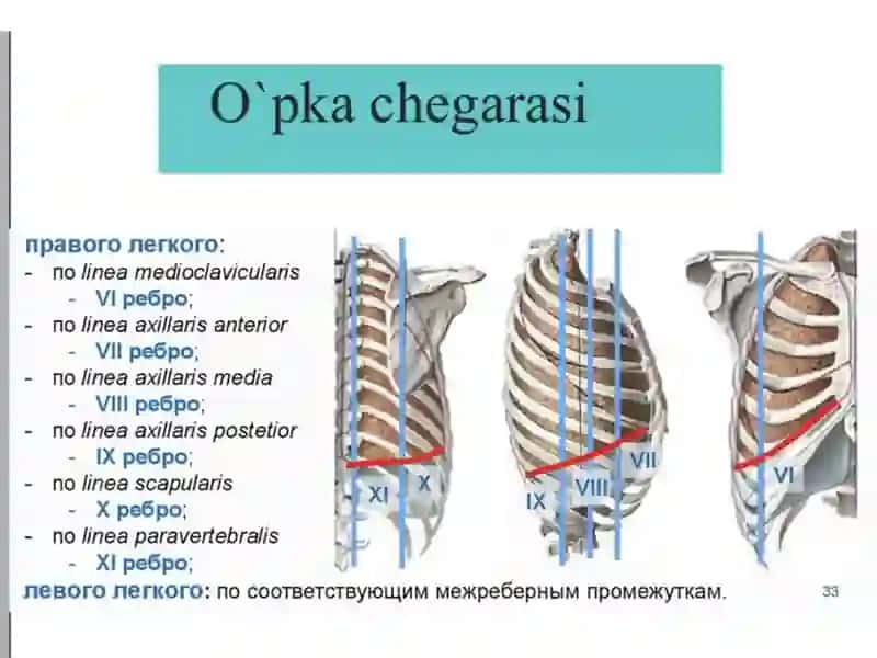 Plevra va o’pkaning chegaralari 2