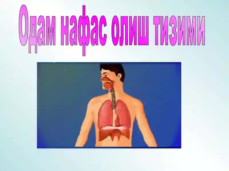 Respiration db 2