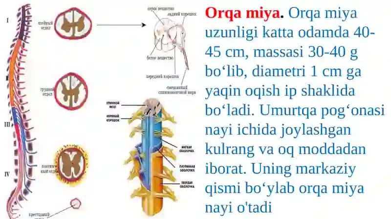 ORQA MIYANING TUZILISHI VA FUNKSIYALARI 2