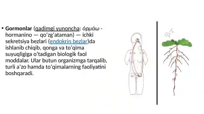 Gormonlarning nishon hujayralarga ta’sir mexanizmi 2