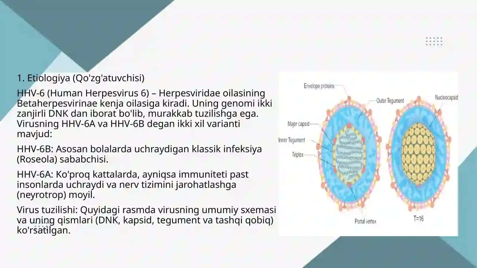 6 tipdagi gerpes virusi qo’zg’atgan infeksiya 2
