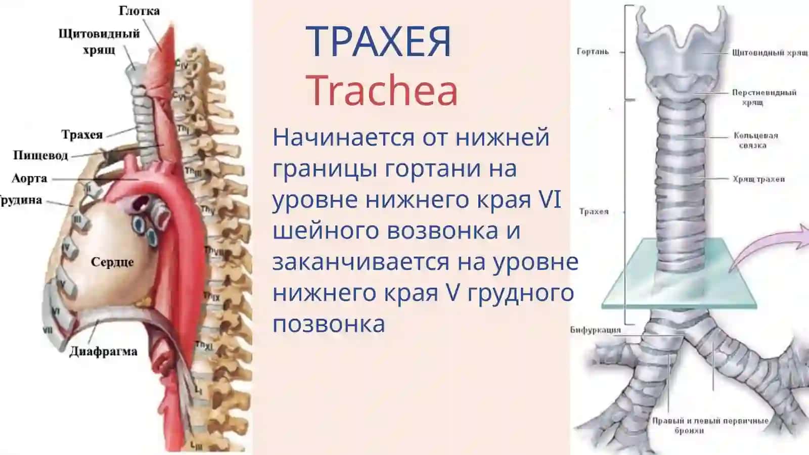 Трахея, бронхи, лёгкие 2