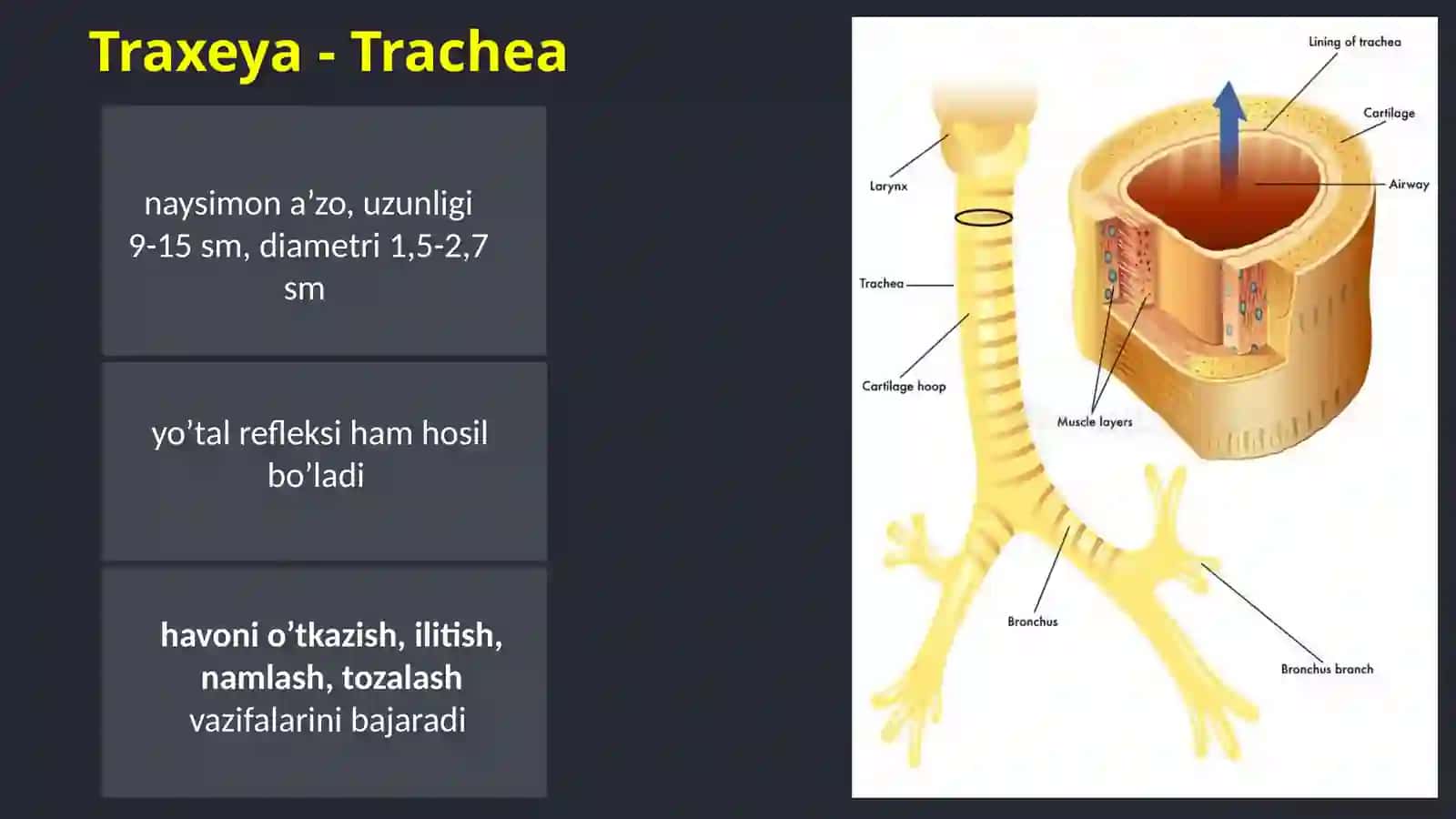 Nafas olish tizimi 2