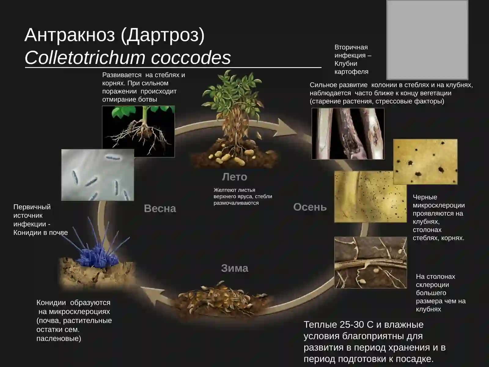 ANTRAKNOZ kartofelya 2