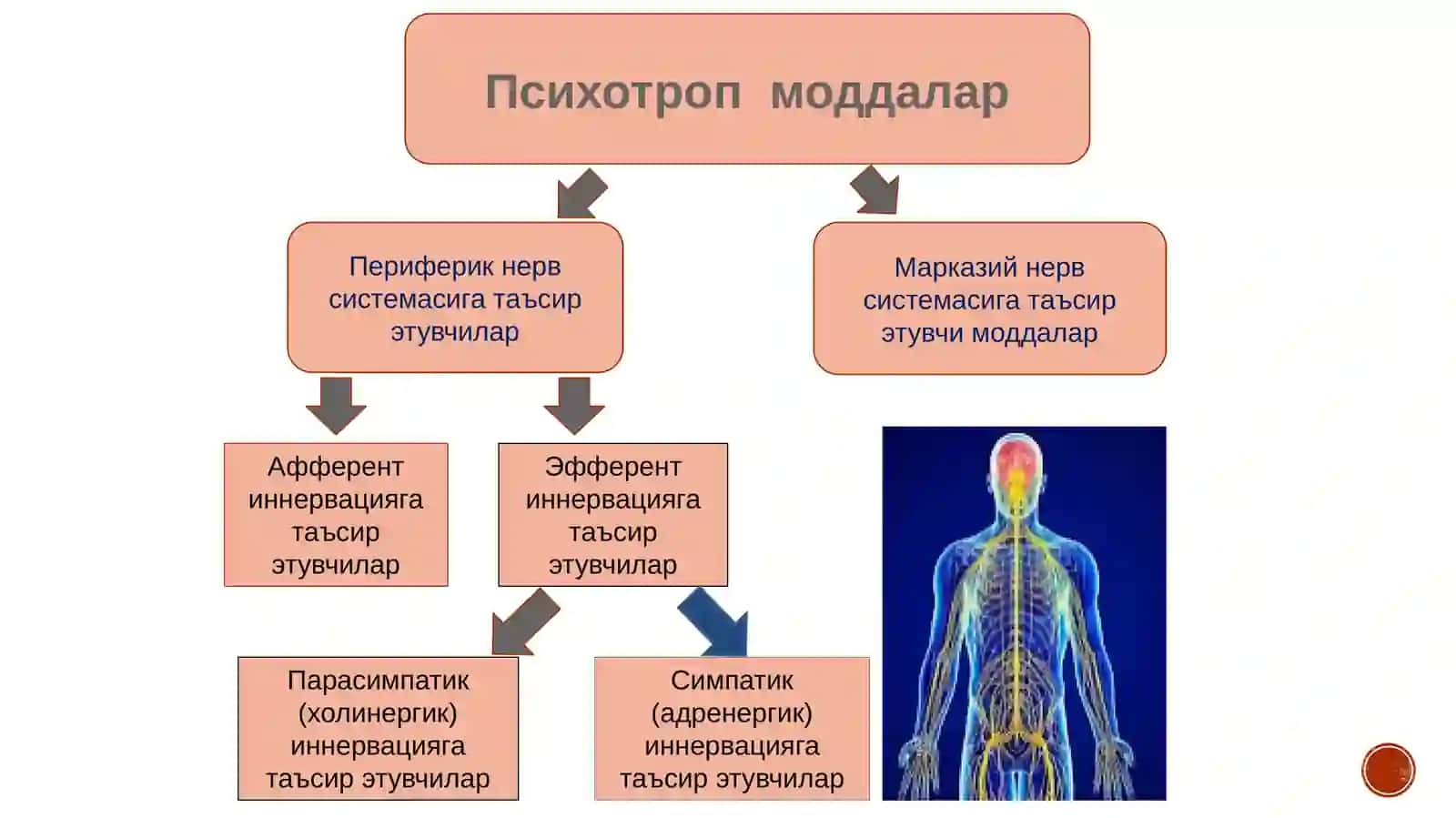 ХОЛИНЕРГИК МОДДАЛАР 2