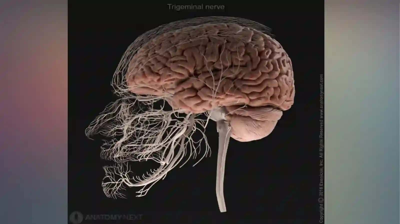 V JUFT NERV(NERVUS TRIGEMINUS) 2