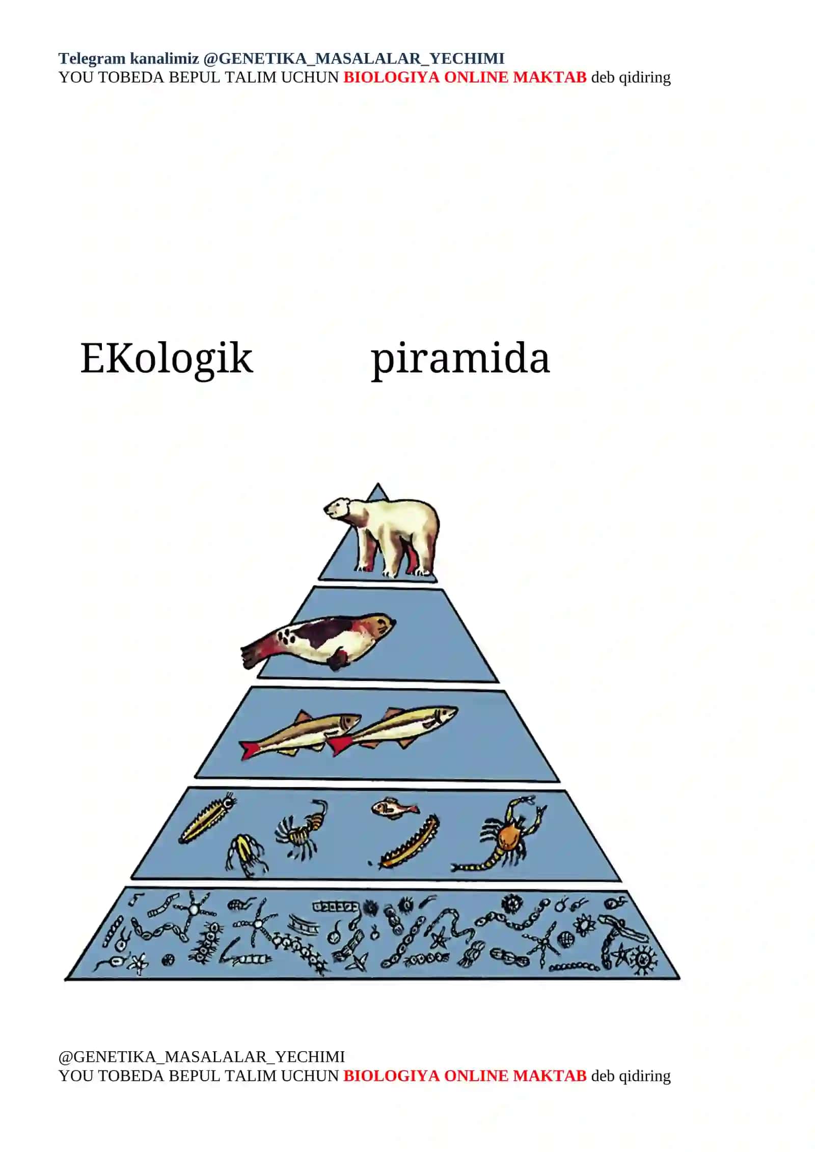 Ekologik piramida qonuniga oid 2