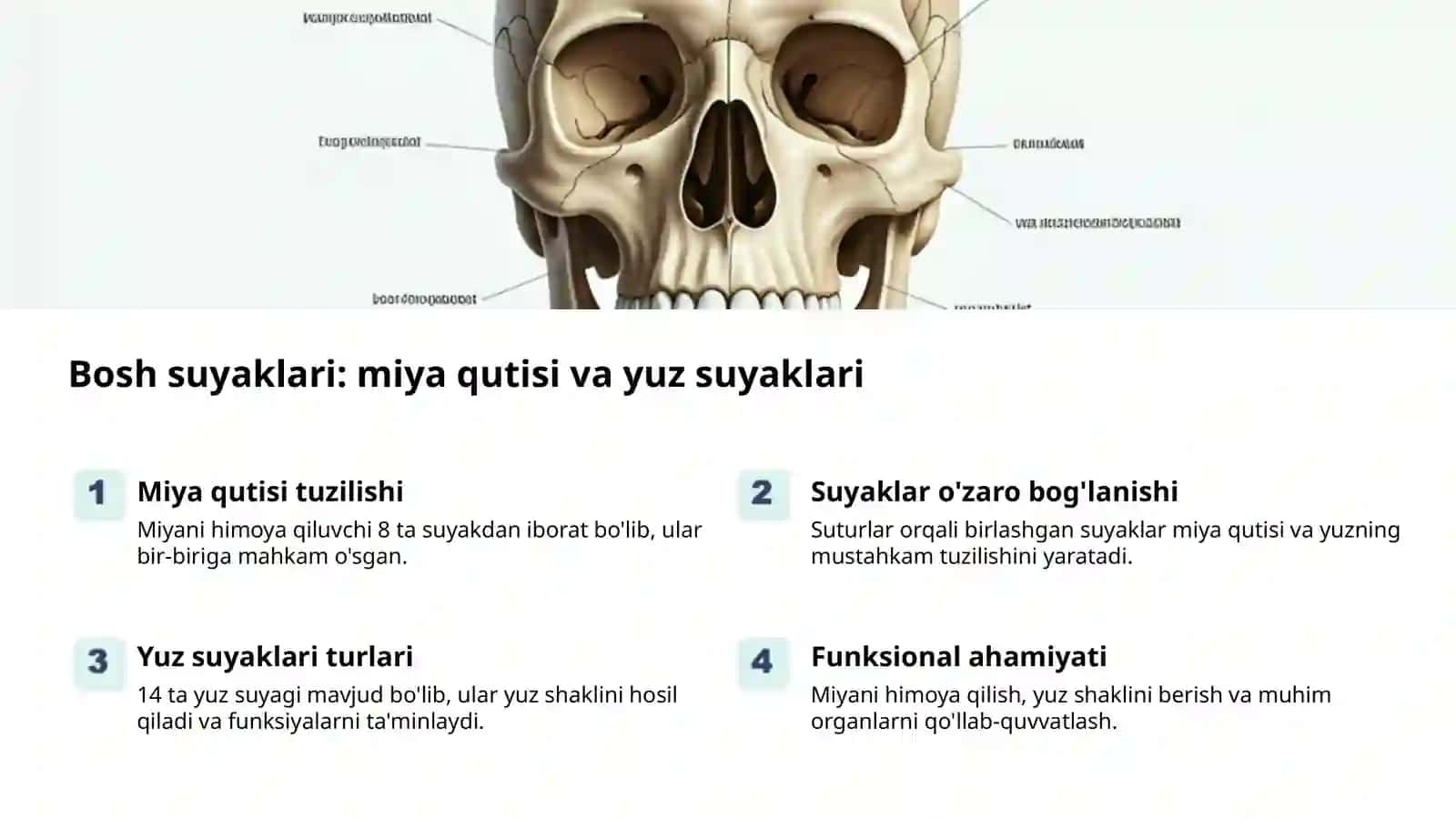 Odam suyaklari: tuzilishi va ahamiyati 2