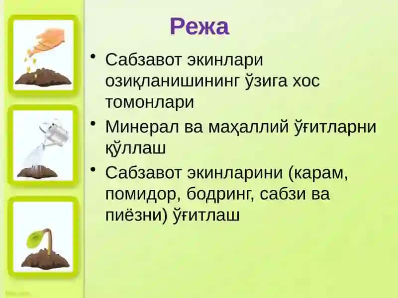Сабзавот экинларини ўғитлаш 2