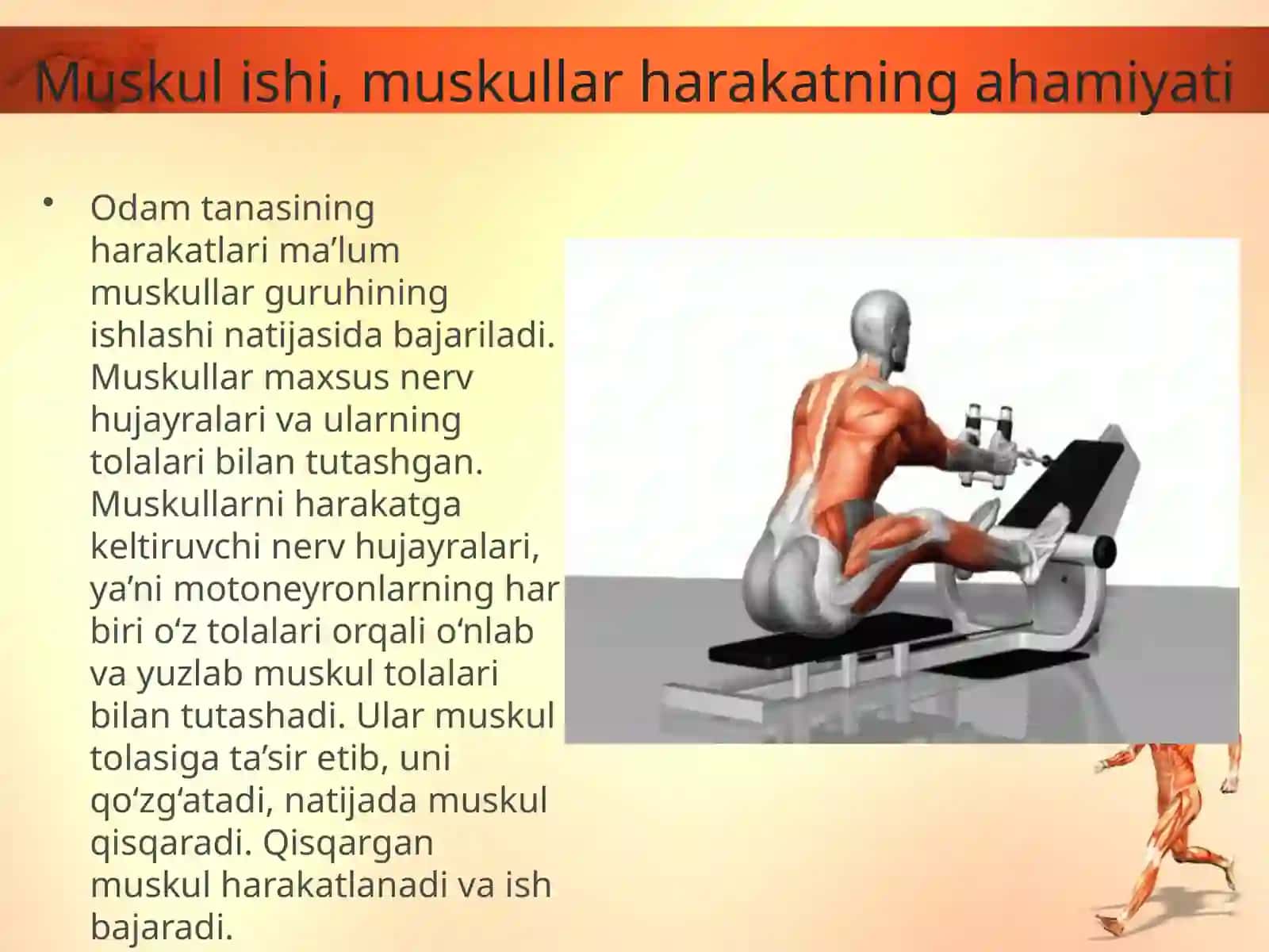 Muskullarning ishlashi 2