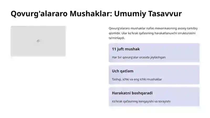 Qovurg'alararo Mushaklar va Nafas Mexanikasi 2