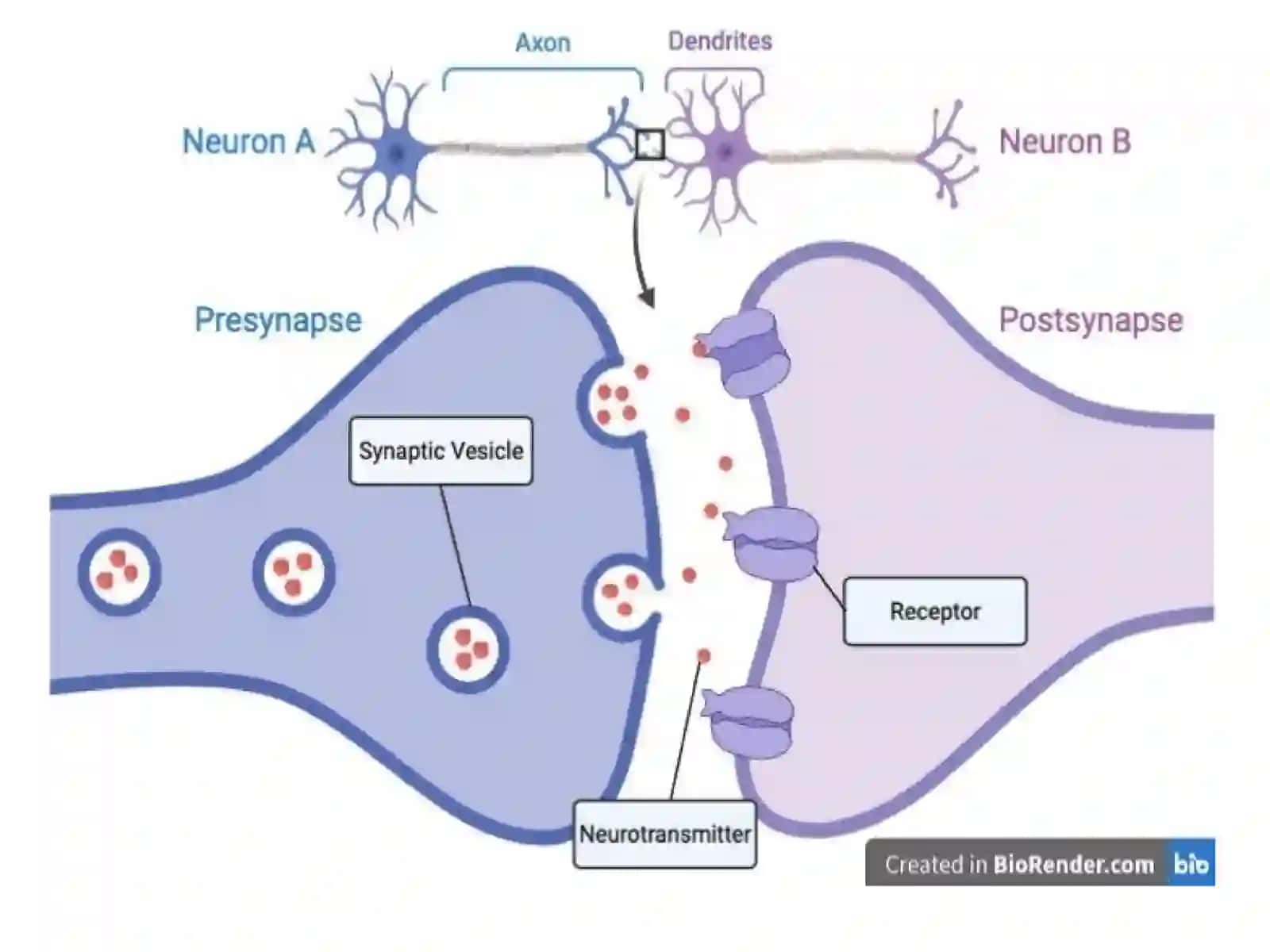 Sinapslarfiziologiyasi 2