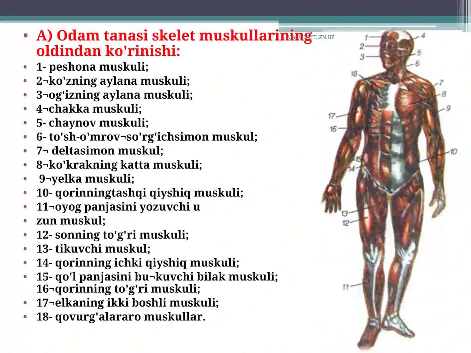 Muskullar va ularning funksiyasi 2