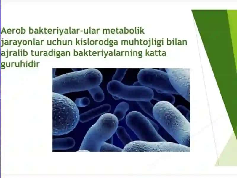 Ozuqa muhitlar 2