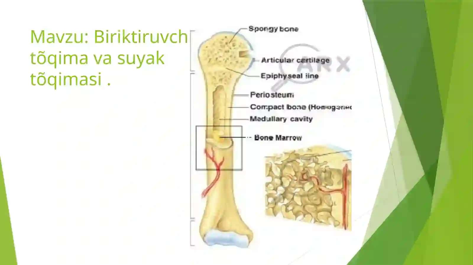 Biriktiruvchi tõqima va suyak tõqimasi 2