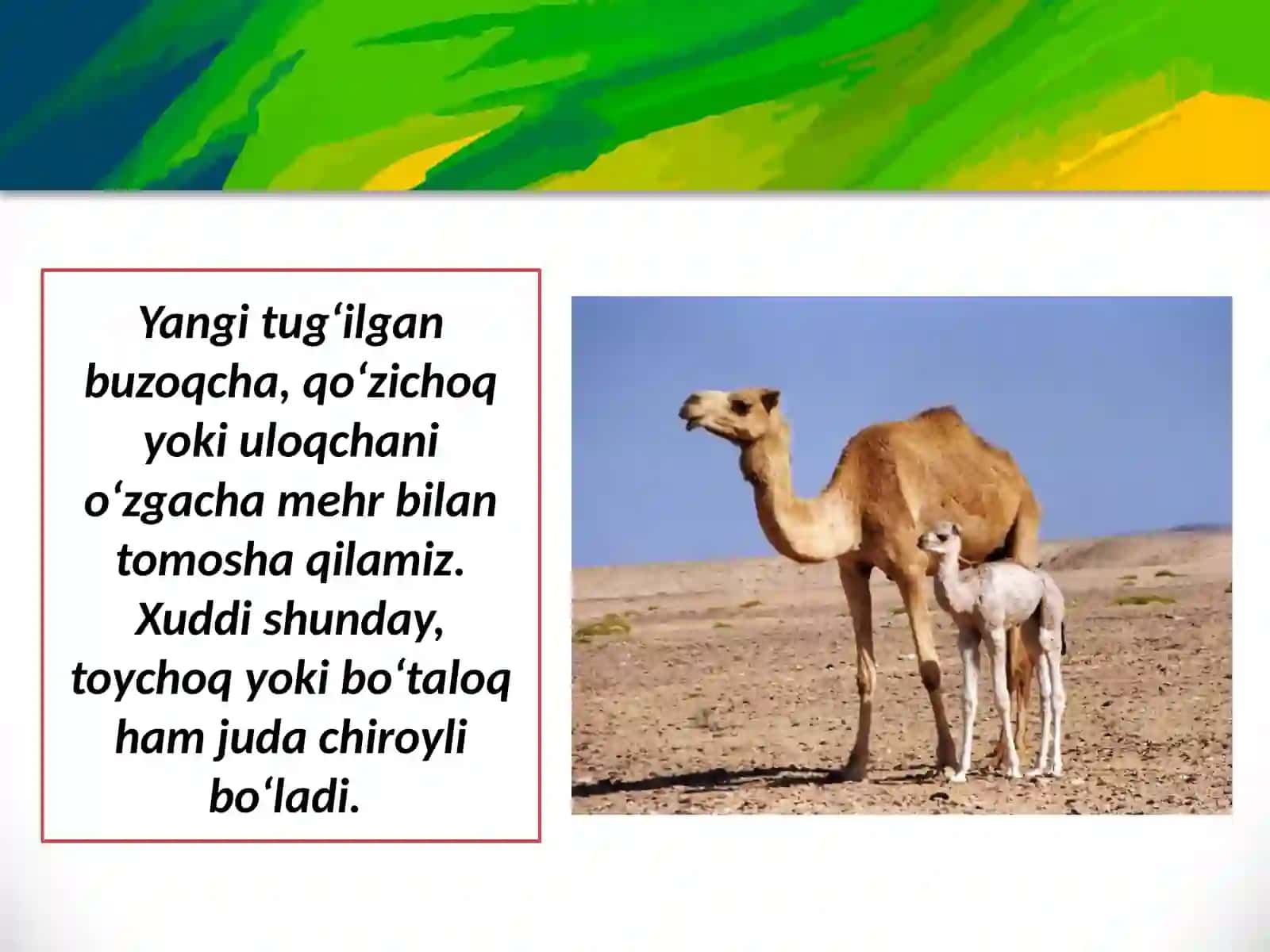 Tuya bilan bo‘taloq 2