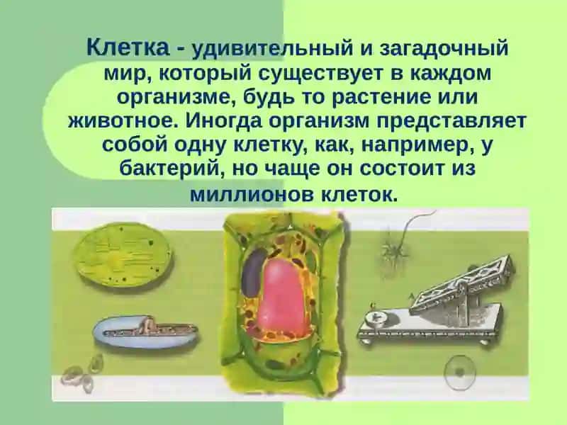 ИСТОРИЯ РАЗВИТИЯ УЧЕНИЯ О КЛЕТКЕ 2