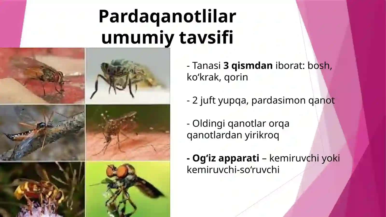 Pardaqanotlilarumumiytavsifi 2