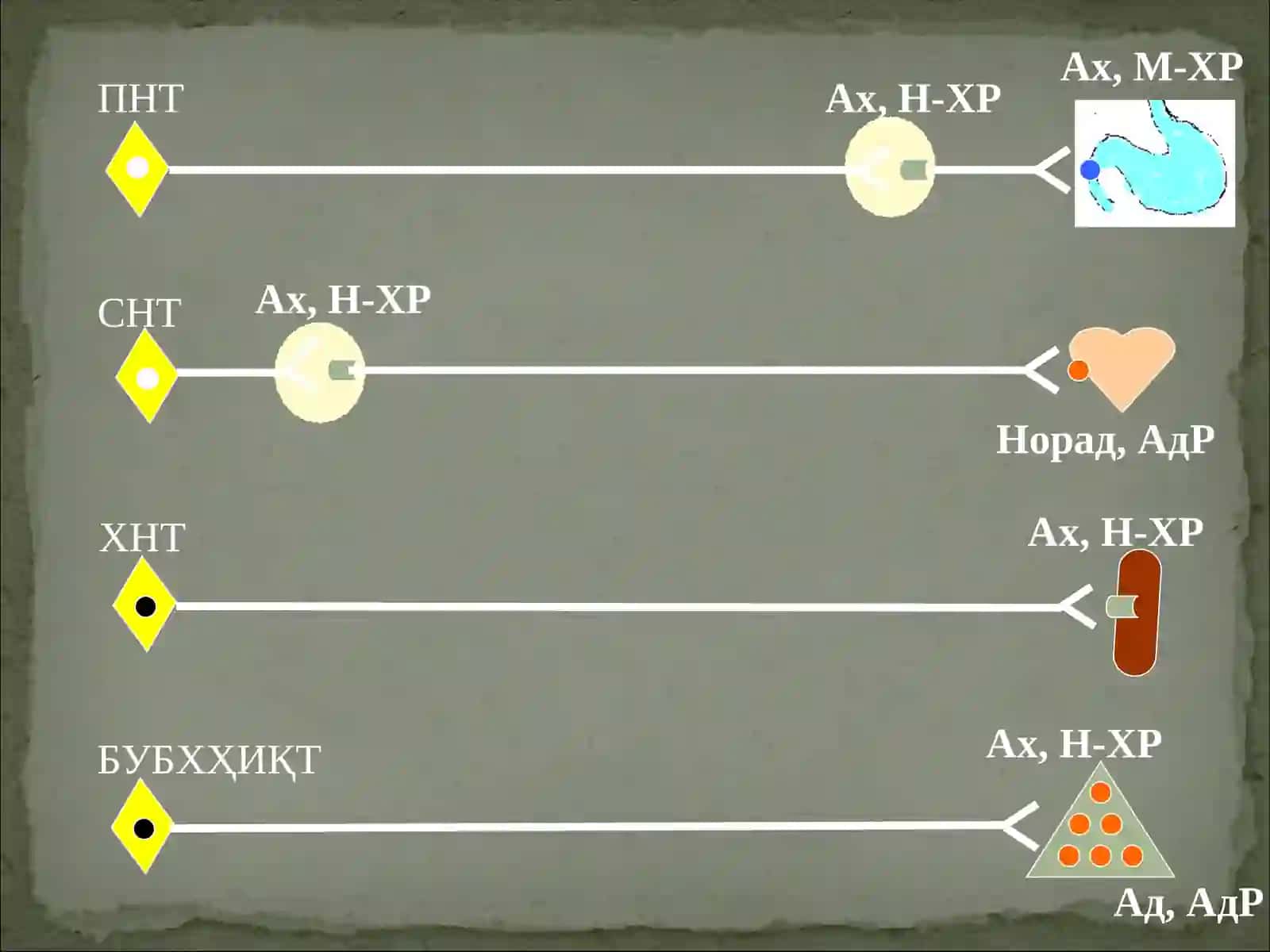 Адренергик синапс (схематик тарзда) 2