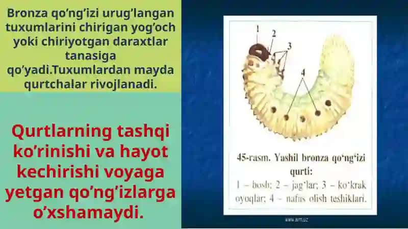 Hasharotlarning ko’payishi va rovojlanishi 2