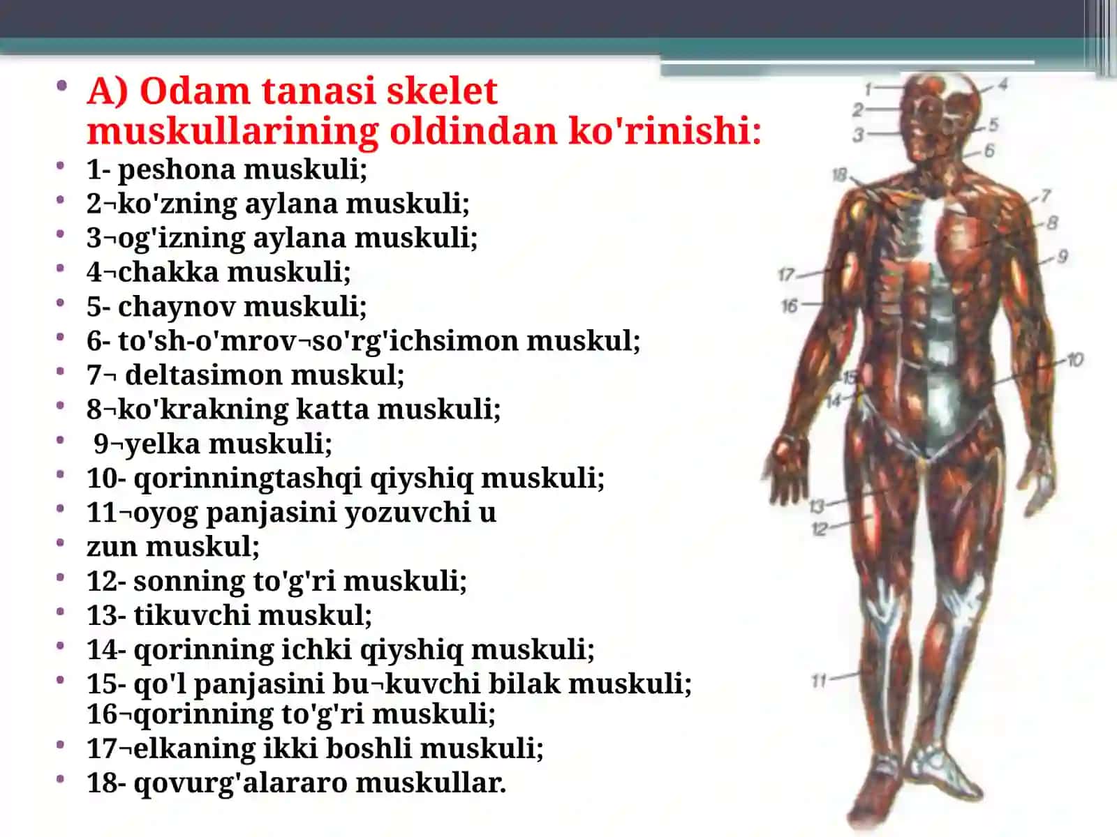 Tanamuskullari 2