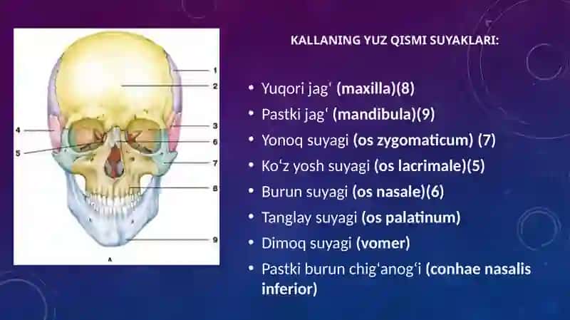 Kalla suyagining yuz qismi suyaklari 2