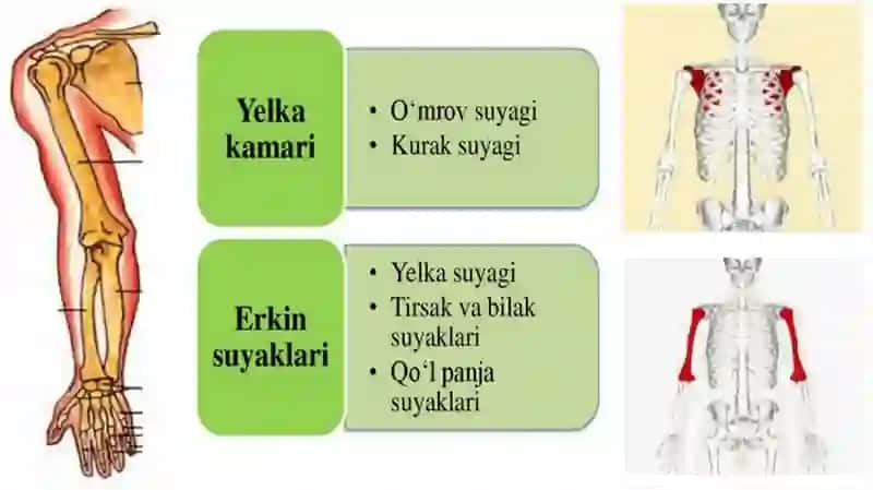 TIBBIY FUNDAMENTAL FANLAR KAFEDRASI 2