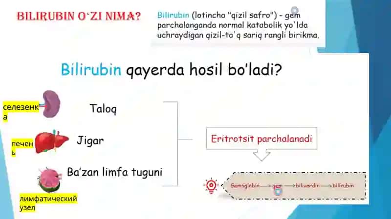 Bilurbin metobolizmi 2